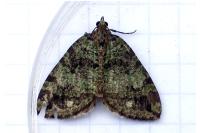 Hydriomena furcata