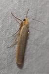 Manulea complana
