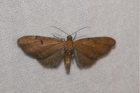 Eupithecia gr. absinthiata
