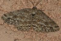 Ectropis crepuscularia