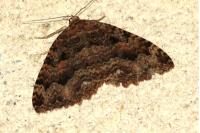 Triphosa dubitata
