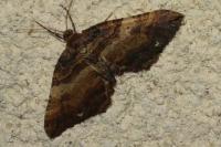 Earophila badiata