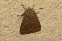 Orthosia cerasi