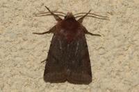 Cerastis rubricosa