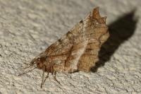 Selenia dentaria