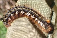 Euthrix potatoria