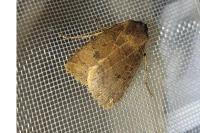 Conistra vaccinii/ligula