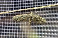 Eupithecia abbreviata