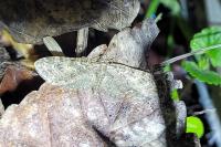Eupithecia abbreviata