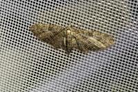 Eupithecia abbreviata