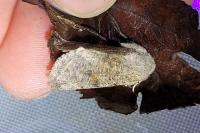 Orthosia incerta