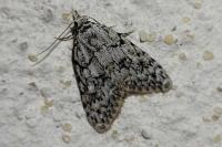 Nola cicatricalis