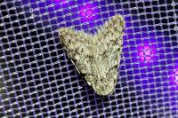 Nola cicatricalis