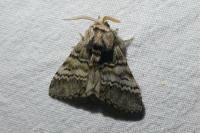 Drymonia ruficornis