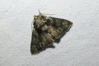 Polyploca ridens