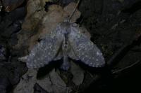 Stauropus fagi