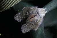 Stauropus fagi