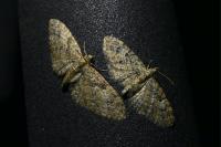 Eupithecia abbreviata