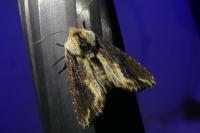 Egira conspicillaris