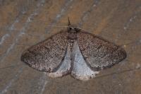 Aleucis distinctata