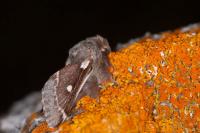 Eriogaster lanestris