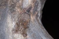 Orthosia incerta