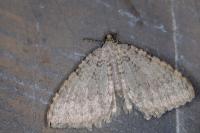 Triphosa sabaudiata