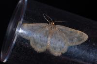 Charissa mucidaria