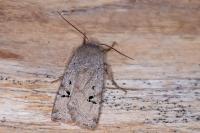 Conistra rubiginosa