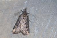 Hypena obesalis