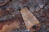 Spudaea ruticilla