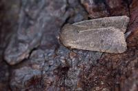Orthosia cruda