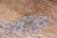 Charissa mucidaria