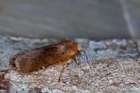 Conistra rubiginea