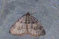 Triphosa tauteli