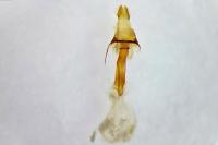 Triphosa tauteli