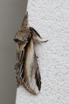 Pheosia tremula