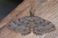 Rheumaptera cervinalis barbuti