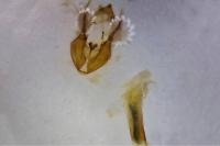 Rheumaptera cervinalis barbuti