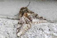 Lycia hirtaria