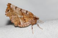 Selenia dentaria