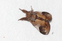 Notodonta ziczac