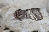Drymonia ruficornis
