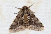 Lycia hirtaria