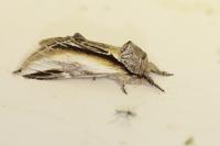 Pheosia tremula