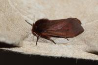 Phragmatobia fuliginosa
