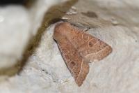 Orthosia cerasi