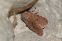 Orthosia cerasi