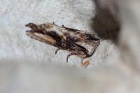 Egira conspicillaris