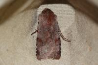 Cerastis rubricosa